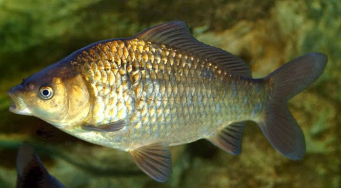 Carassius auratus_012.jpg